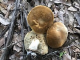 Xanthoconium affine image