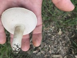 Tylopilus williamsii image