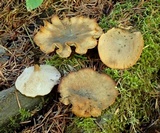 Polyporus leptocephalus image