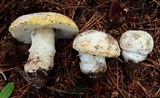 Amanita aprica image