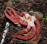 Clathrus archeri image