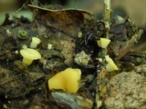 Phaeohelotium epiphyllum image