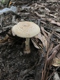 Amanita daucipes image