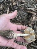 Amanita daucipes image