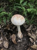 Amanita daucipes image