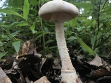 Amanita daucipes image