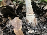 Amanita daucipes image
