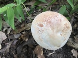 Amanita daucipes image