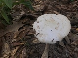 Amanita maryaliceae image