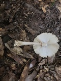 Amanita maryaliceae image
