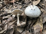 Amanita maryaliceae image