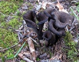 Craterellus fallax image