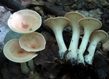 Clitocybe gibba image