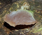 Auricularia delicata image