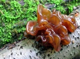 Phaeotremella foliacea image