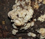 Ductifera pululahuana image