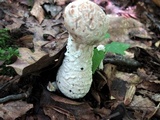 Hypomyces hyalinus image