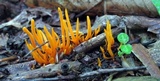 Clavulinopsis amoena image