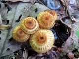 Crinipellis zonata image