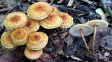 Crinipellis zonata image