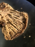 Lentinellus castoreus image