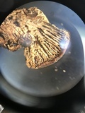 Lentinellus castoreus image