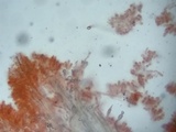 Lentinellus castoreus image