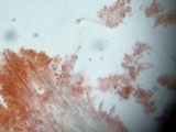 Lentinellus castoreus image