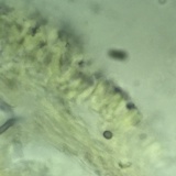 Lentinellus castoreus image