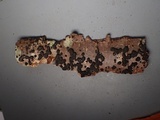 Annulohypoxylon multiforme image