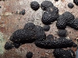 Annulohypoxylon multiforme image