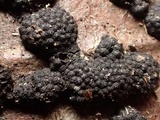 Annulohypoxylon multiforme image