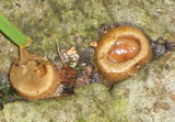 Nidula candida image