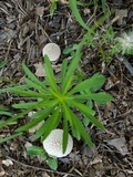 Lycoperdon marginatum image