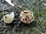 Lycoperdon marginatum image