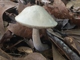 Leccinellum albellum image