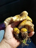 Amanita flavorubens image