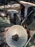 Lactarius helvus image