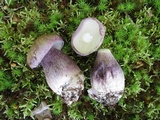Tylopilus plumbeoviolaceus image