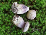 Tylopilus plumbeoviolaceus image