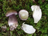 Tylopilus plumbeoviolaceus image