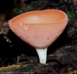 Cookeina speciosa image