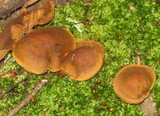 Cortinarius cinnamomeus image