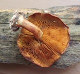 Gymnopilus liquiritiae image