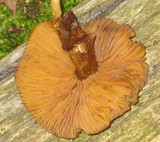 Cortinarius cinnamomeus image