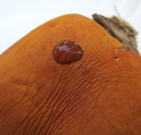 Gymnopilus liquiritiae image
