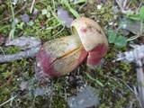 Baorangia bicolor image