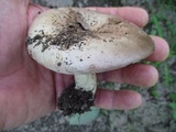 Lactarius argillaceifolius var. argillaceifolius image