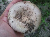 Lactarius argillaceifolius var. argillaceifolius image