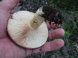 Lactarius argillaceifolius image